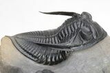 Beautiful Zlichovaspis Trilobite With Enrolled Reedops #226053-3